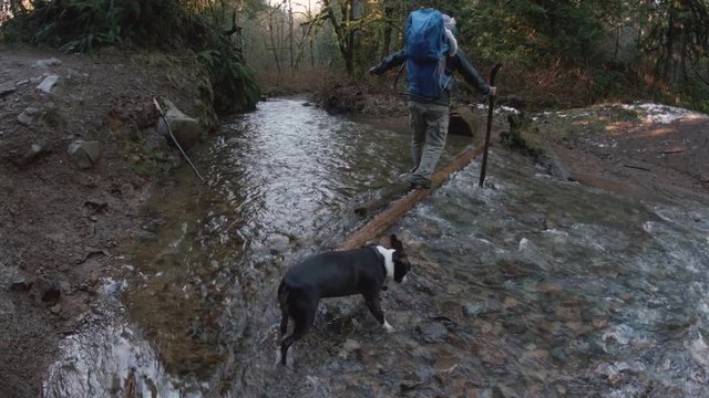 Dad Hiking with Baby Backpack and Boston Terrier Dog Crossing Forest Stream
