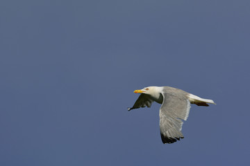 Yellow-legged Gull (Larus michahellis), Crete, Greece