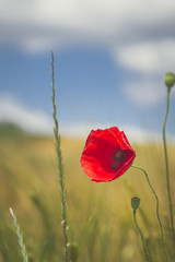 Obraz premium Champs de blé et coquelicots