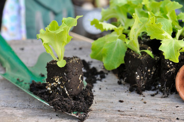 jeunes plants de salade prêt à planter