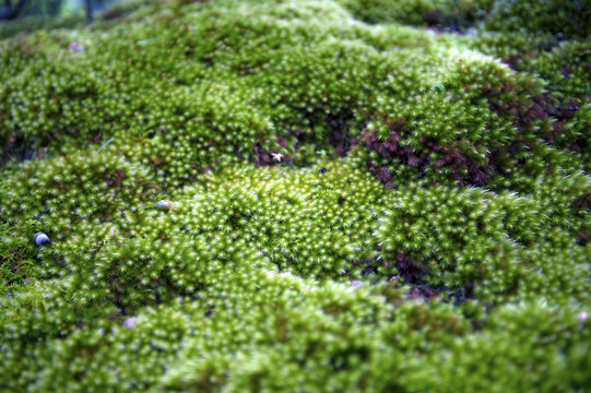 Close up of green moss with natural soft background