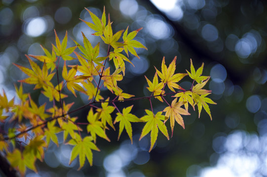Yellow and green Japanese maple leaves during autumn in Kyoto, Japan