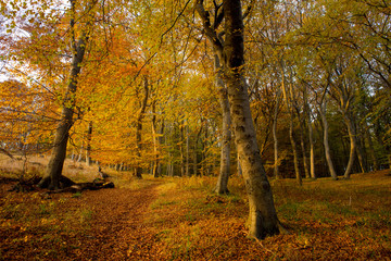 Herbstwald, Buchen, Insel Rügen