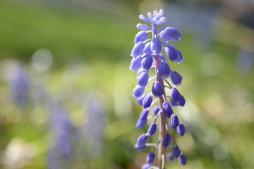 Purple flowers morning bells