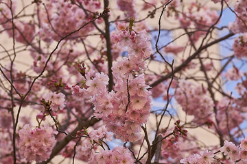 Bloom of the Sakura in Paris. There are some trees of Sakura in the La Defense, the major business district of Paris. It is the magnificent spectacle of the blossom of them against modern skyscrapers.