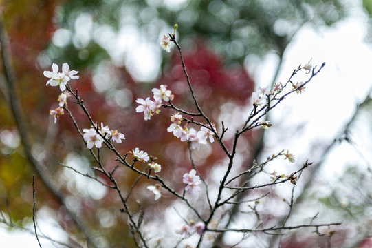 Japanese cherry blossom or sakura on leafless branches
