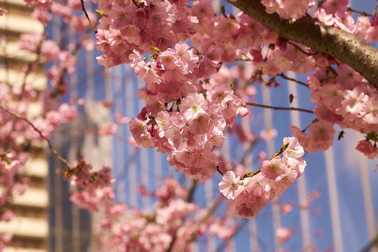 Bloom of the Sakura in Paris. There are some trees of Sakura in the La Defense, the major business district of Paris. It is the magnificent spectacle of the blossom of them against modern skyscrapers.