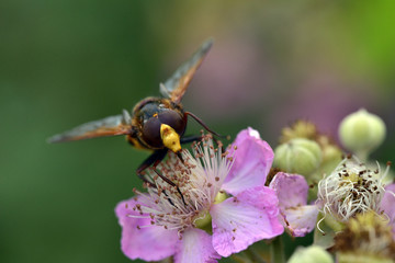 Volucella zonaria, the hornet mimic hoverfly, Greece 