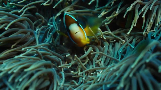 Clark's anemonefish (Amphiprion clarkii) on an anemone, Indian Ocean, Maldives