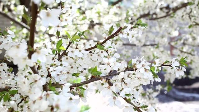 Beautiful spring trees in blossoms isolated over bright blue sky background with sun shine through white flowers on branches. Hd video footage.