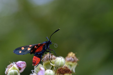 Zygaena ephialtes, Greece