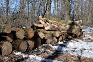 Pile of felled oak logs in the forest
