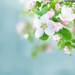 Apple tree flowers blossom with green leaves over sky close up
