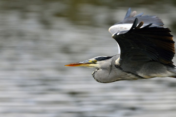 Grey Heron (Ardea cinerea), Greece