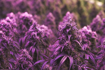 Large purple flowering indoor marijuana buds