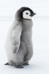 Emperor Penguin Chick
