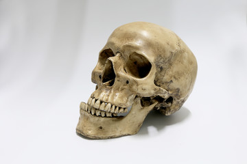 Obraz premium Human skull on a white background.