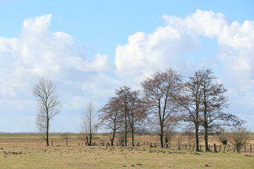 Bäume in der Marsch
