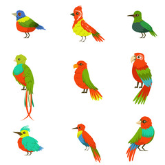 Exotic Birds From Jungle Rain Forest Set Of Colorful Animals Including Species Of Paradise Birds And Parrots