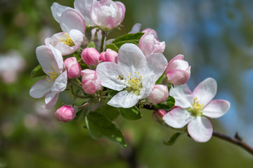 Fototapeta na wymiar spring flowers apple on branches of a apple tree