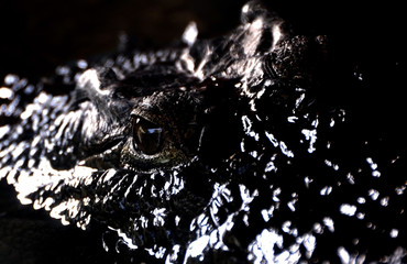 Baby Crocodile Eye, Hartley's Crocodile Farm, Queensland