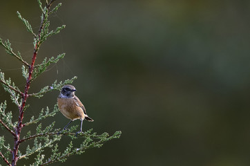Common Stonechat (Saxicola torquatus), Crete, Greece