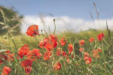 Naklejka premium Champs de blé et coquelicots en Alsace