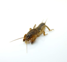 insect, mole cricket sunrise, ugly