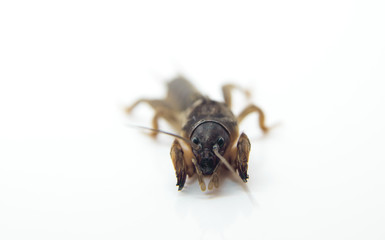 insect, mole cricket sunrise, ugly