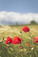 Champs de blé et coquelicots en Alsace