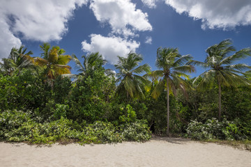 Obraz premium Beautiful palmtrees at a tropical beach