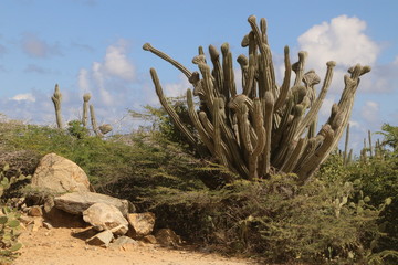 Large Cactus