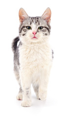 Kitten on white background.