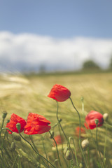 Champs de blé et coquelicots en Alsace