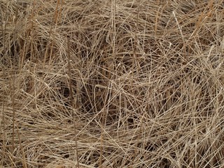 枯草のテクスチャー
