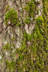 Texture with green moss tree bark