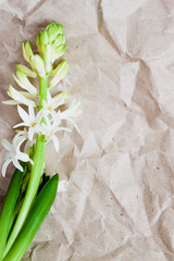 Flower hyacinth, Rumpled Kraft paper, grunge texture close-up, rustic style. For vertical modern romantic background , pattern, wallpaper or banner design with text