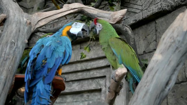 blue-and-yellow macaw and Green-winged macaw