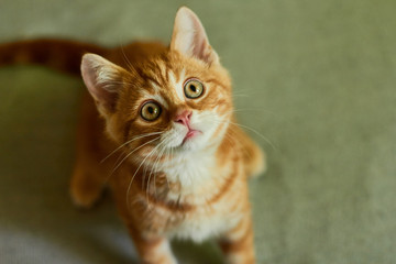 red cat lies on a bed and looking up