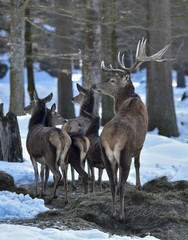 WILDFÜTTERUNG - Rotwild
