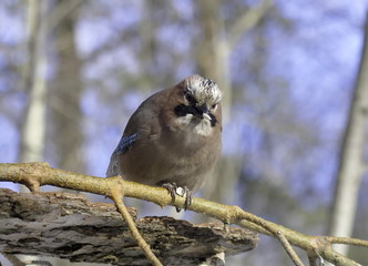 Jay on a pine branch. 