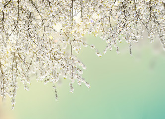 Blooming tree with apple flowers blossom on pale blue sky background