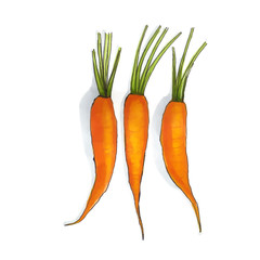 carrot