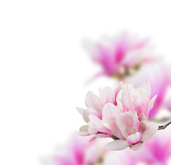 Bunch of Magnolia pink flowers over white background