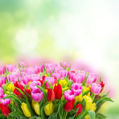 fresh blooming violet, yellow and red tulip flowers with green leaves close up in green garden