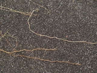 砂浜の上に伸びる草の根