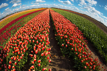 pink, red and orange tulip field in North Holland