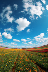 pink, red and orange tulip field in North Holland