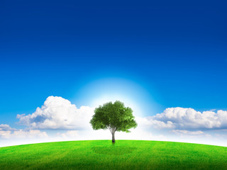 Fototapeta na wymiar one tree on field with beautiful sky, copy space for text.