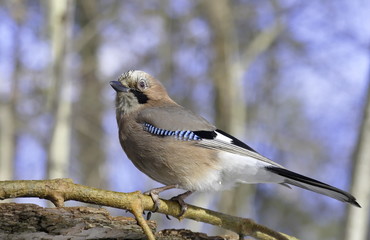 Jay on a pine branch. 
